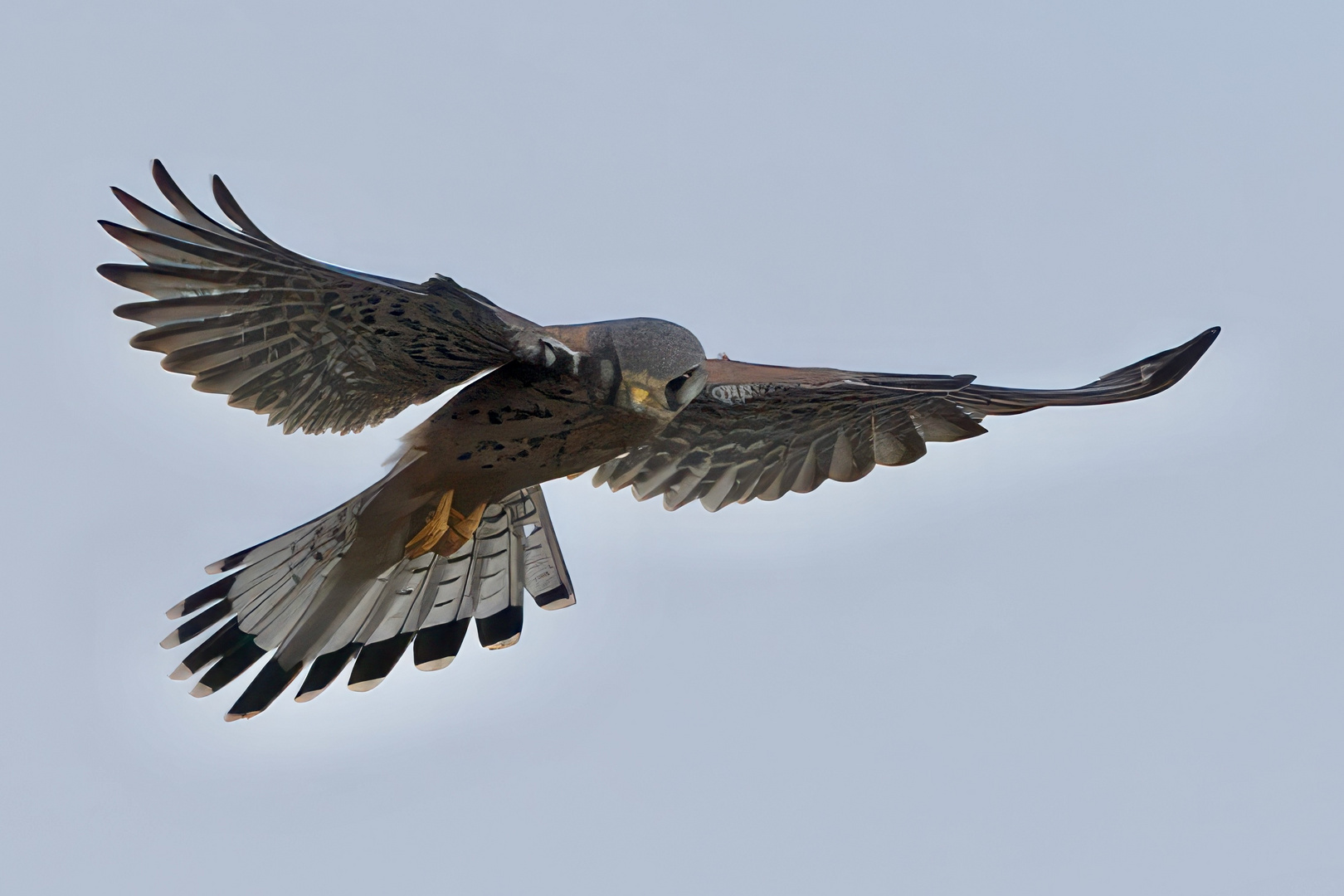 Im Rüttelflug