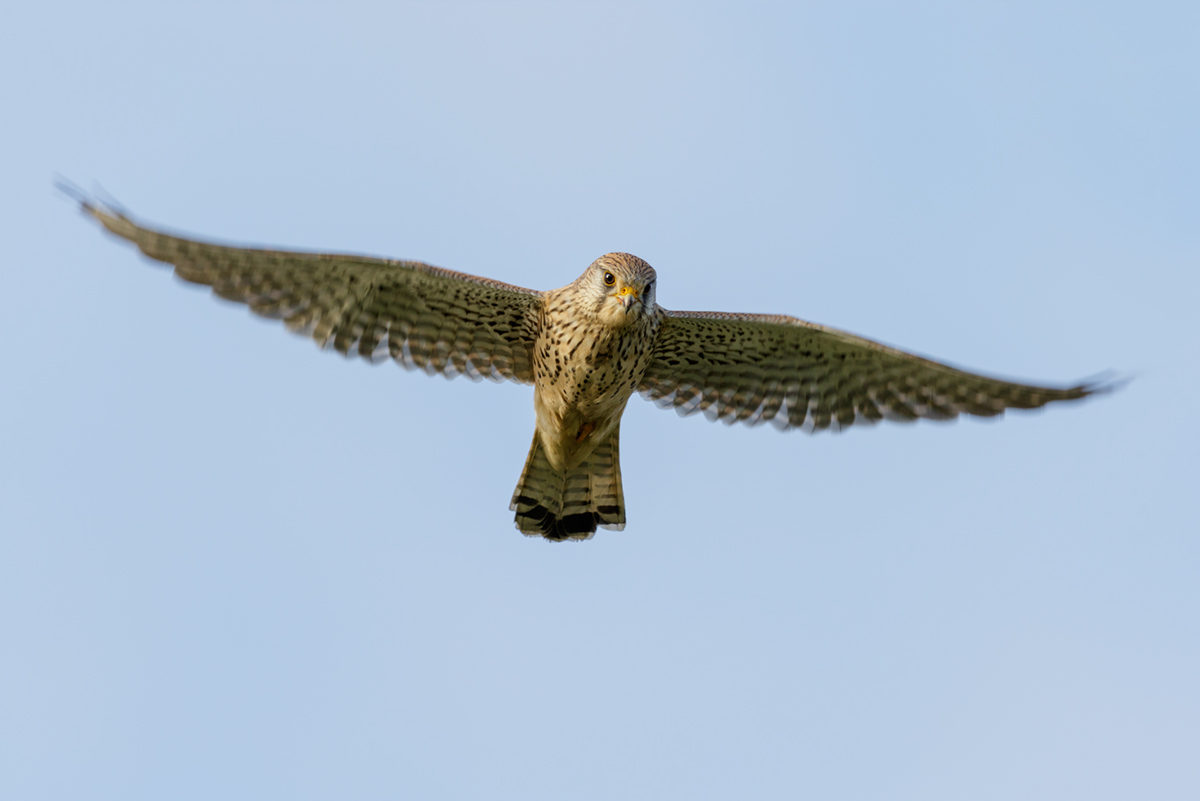 Im Rüttelflug 