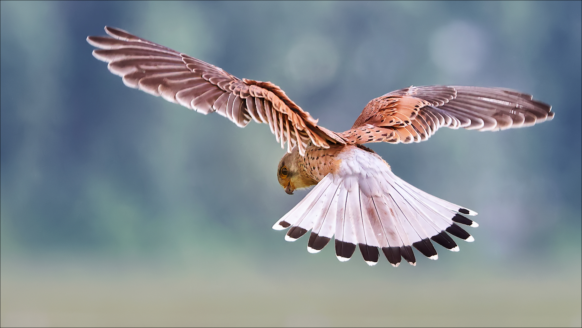 Im Rüttelflug