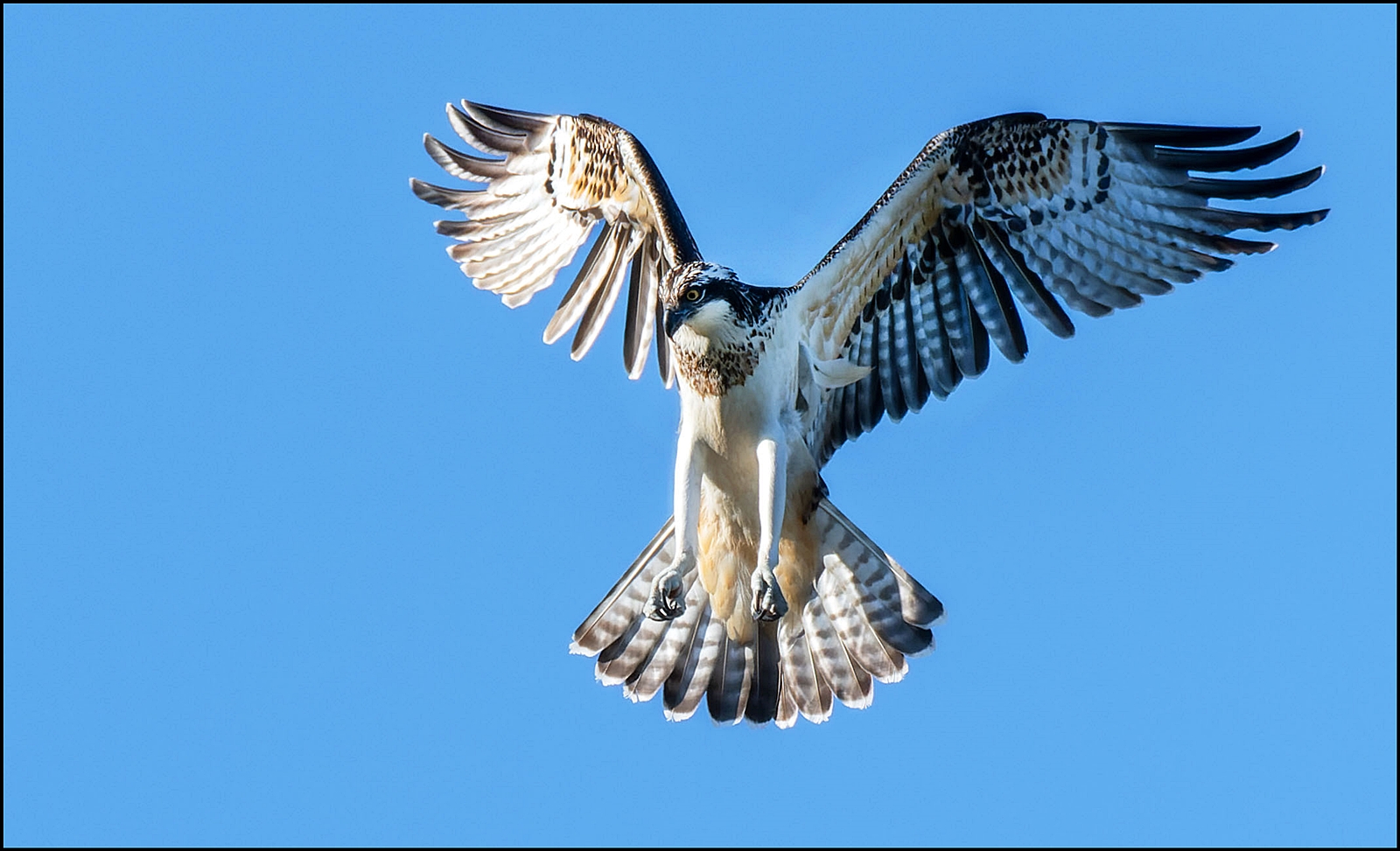 Im Rüttelflug