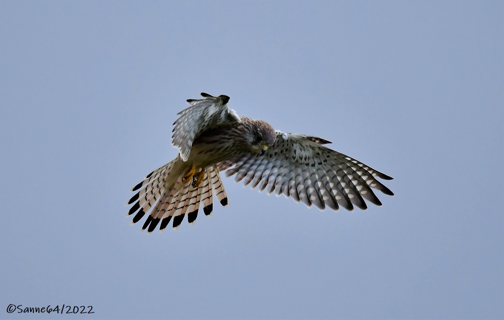 Im Rüttelflug