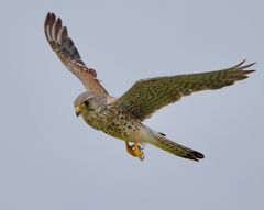 Im Rüttelflug.......