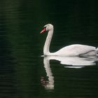 Im ruhigen Gewässer