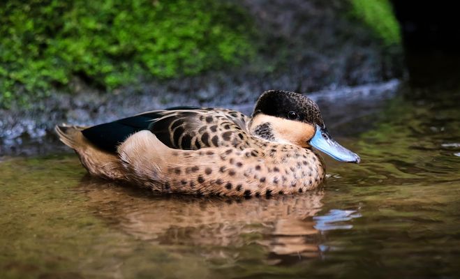 Im ruhigen Gewässer