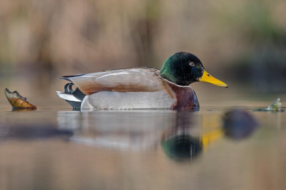 im ruhigen Waldweiher