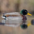 im ruhigen Waldweiher