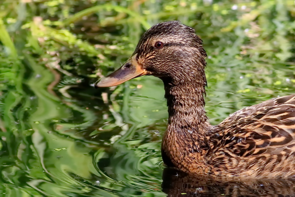 im ruhigen Wasser