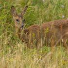 Im saftigen Grün