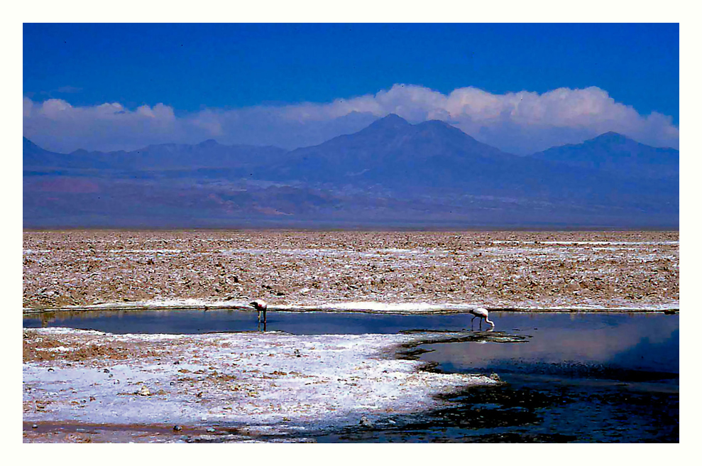 Im Salar de Atacama...