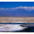 Im Salar de Atacama...