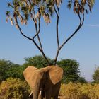 Im Samburu National Reserve