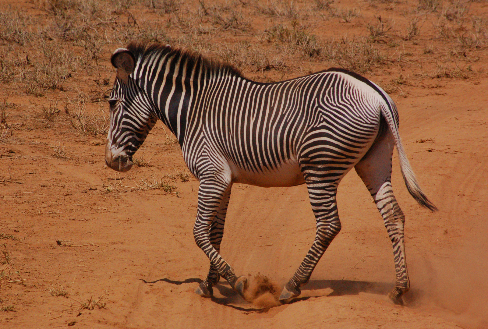 im Samburu Nationalpark