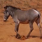 im Samburu Nationalpark