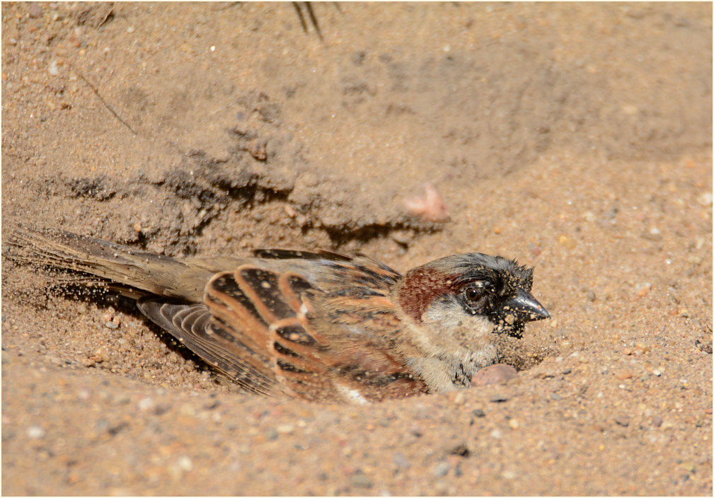 Im Sand baden Foto & Bild tiere, wildlife, wild lebende vögel Bilder