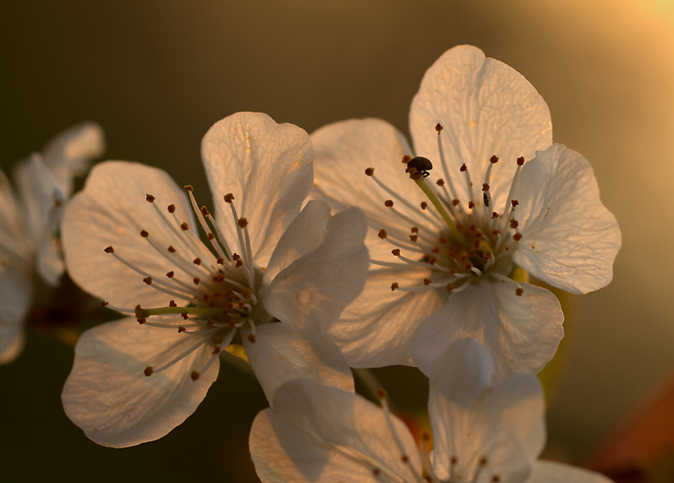 Im sanften Abendlicht...