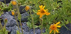 Im "saueren Beet" öffnen sich die ersten Arnica montana...