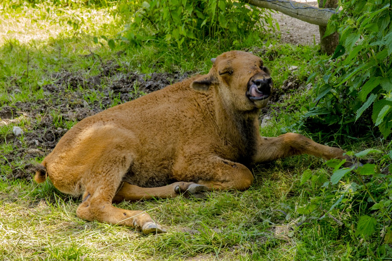 Im Schatten...