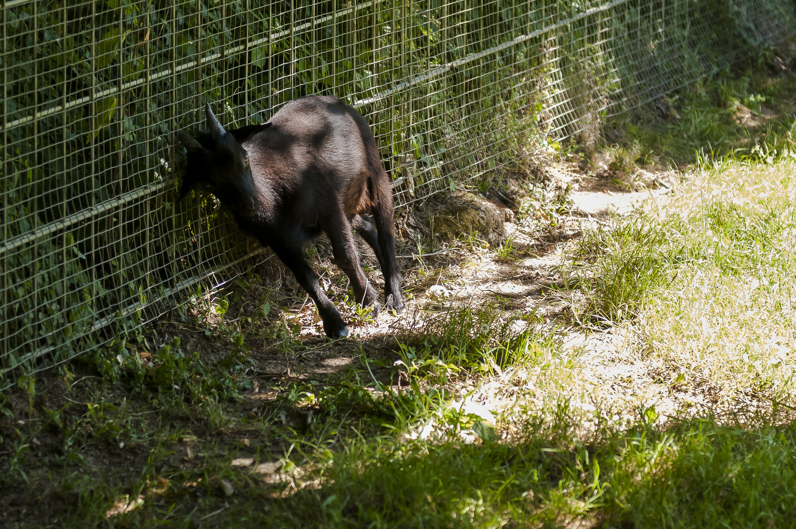 Im Schatten