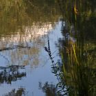 Im Schatten am Fluß