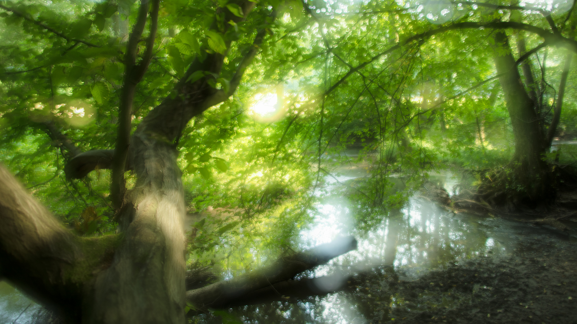 Im Schatten bei den Bäumen der Düssel