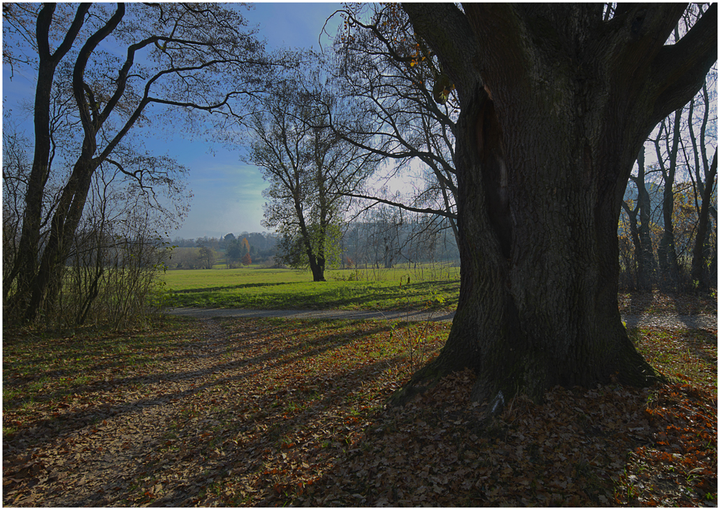 Im Schatten der alten Eiche