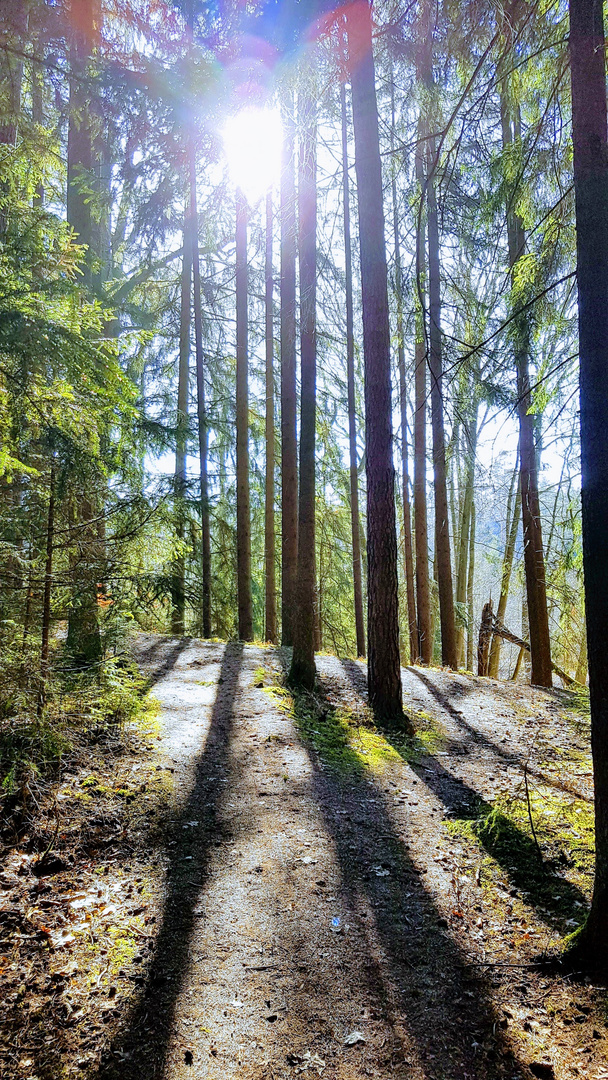 Im Schatten der Bäume