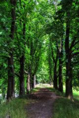 Im Schatten der Bäume