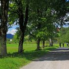 Im Schatten der Bäume