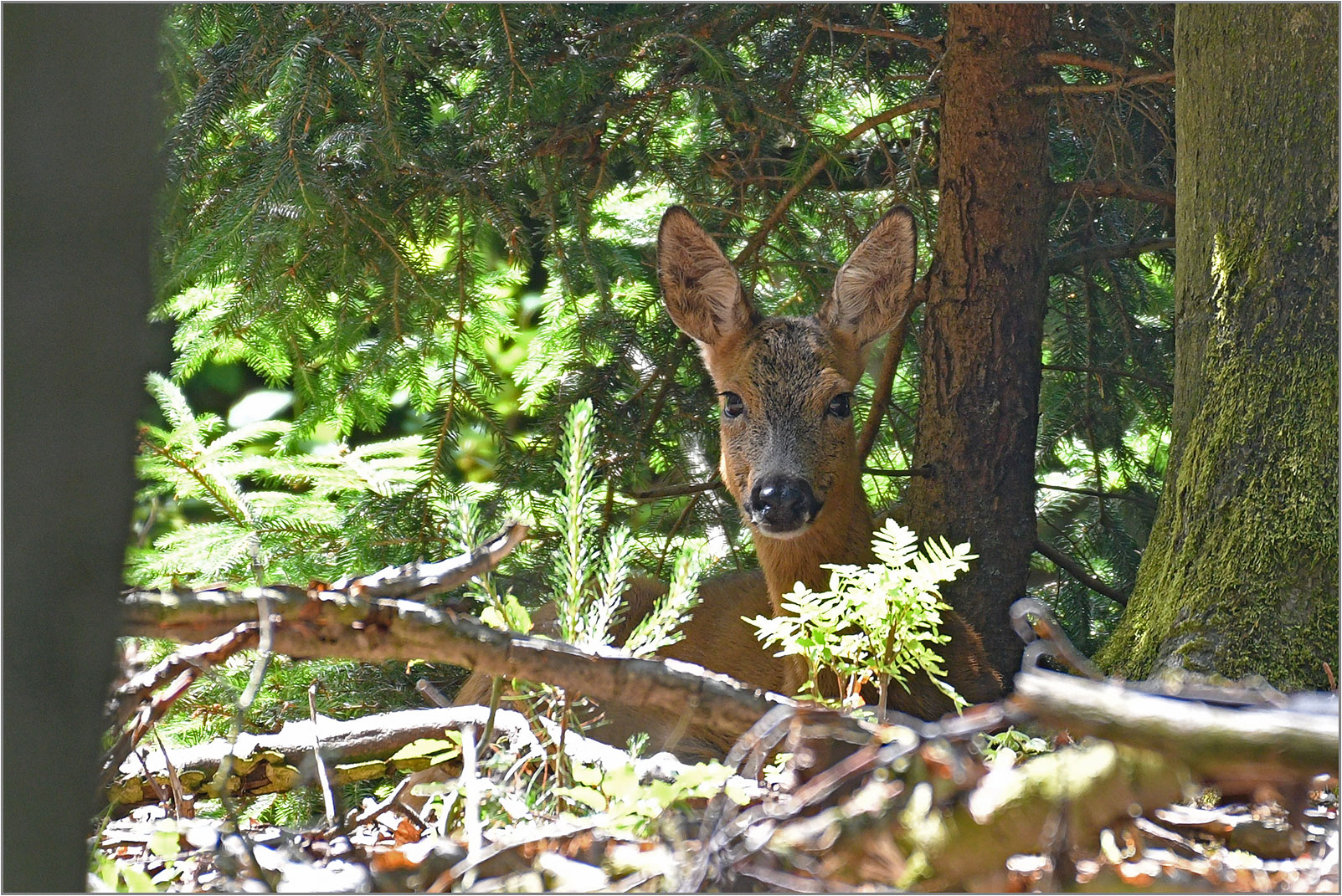 Im Schatten der Bäume   . . .