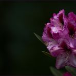 Im Schatten der Blüte