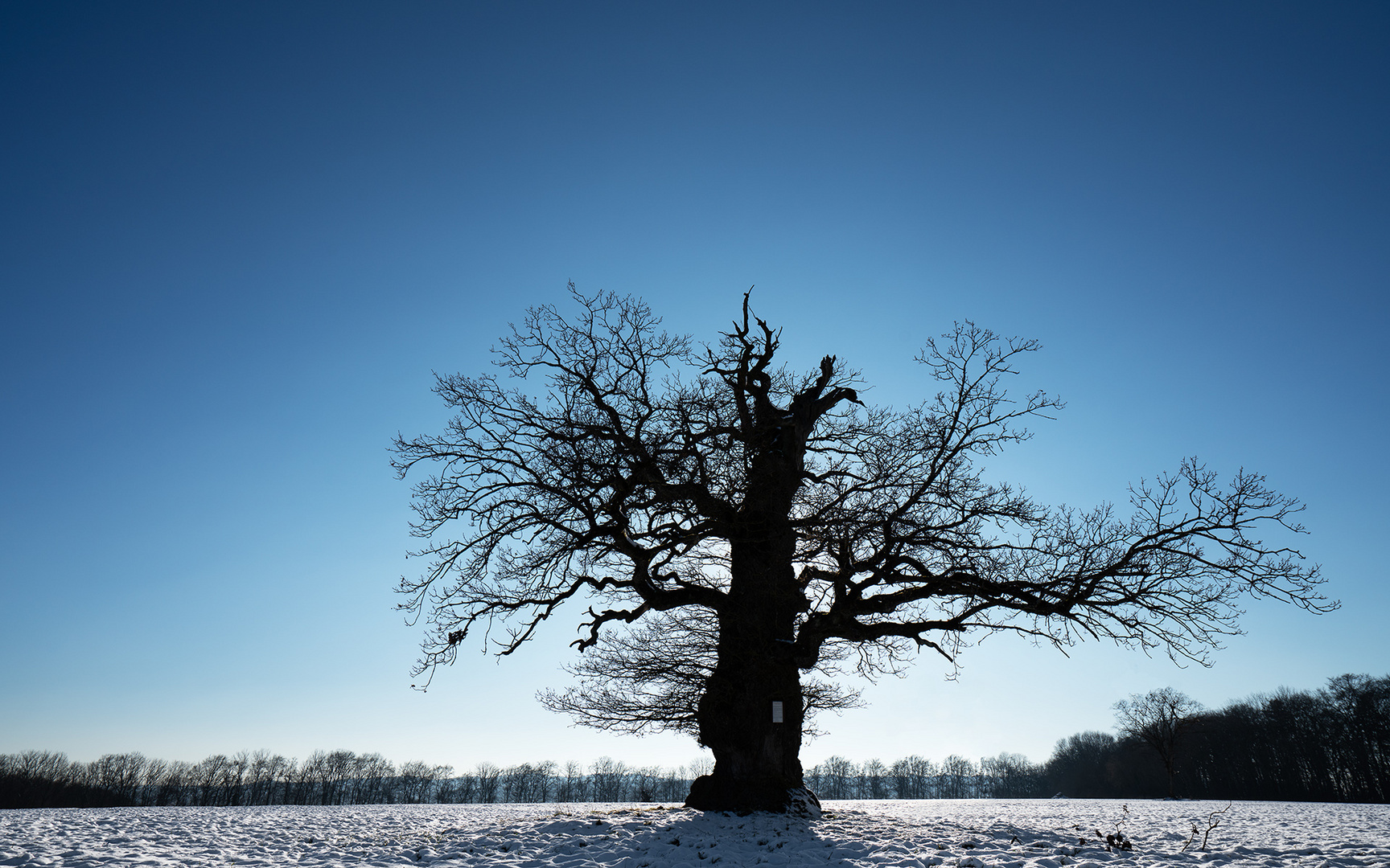 Im Schatten der Eiche