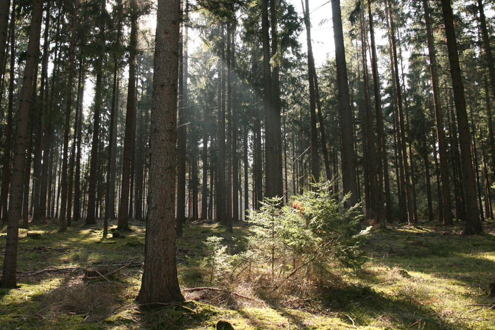 Im Schatten der Großen