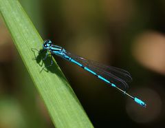 im Schatten der Libelle