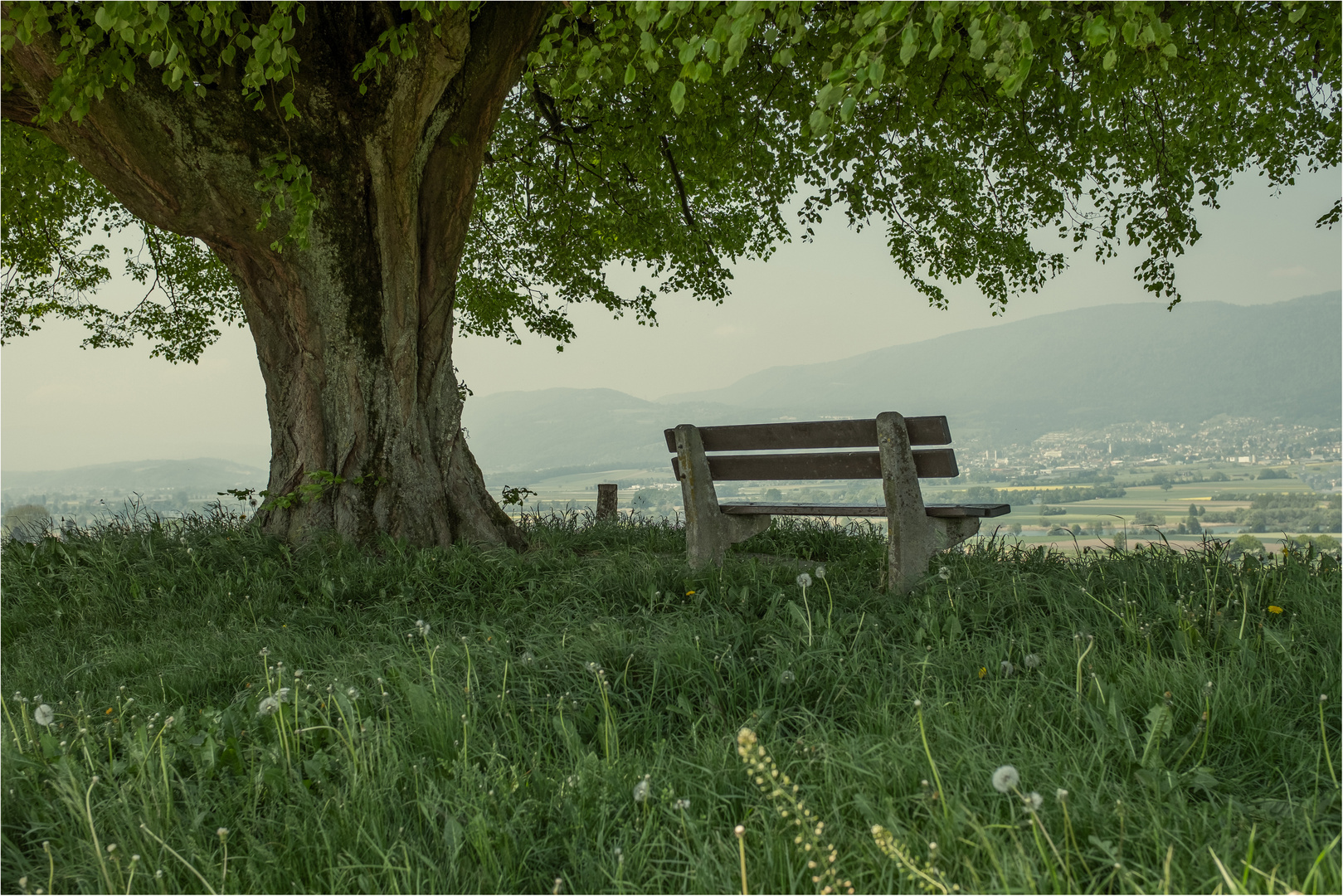 Im Schatten der Linde