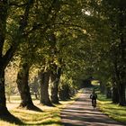 Im Schatten der Linden