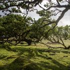 Im Schatten der Lorbeerbäume