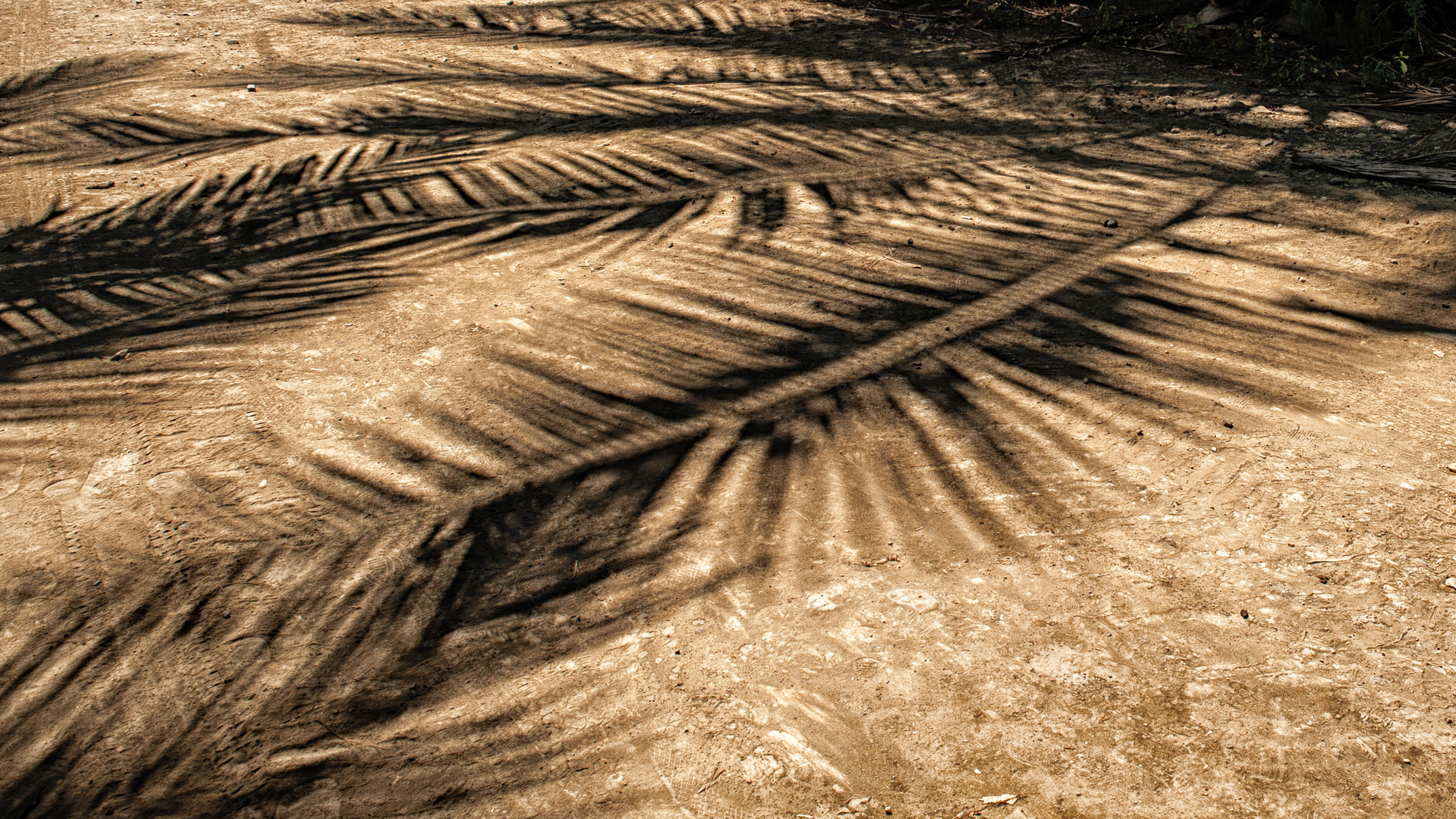 Im Schatten der Palme