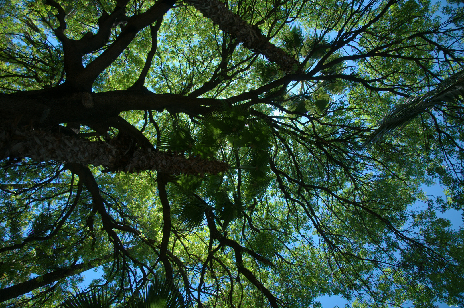 Im Schatten der Palme