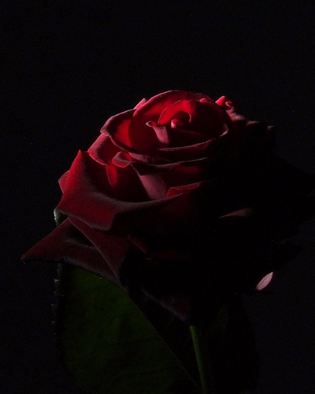 Im Schatten der Rose