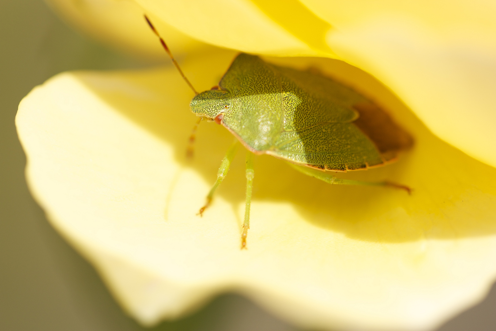 Im Schatten der Rosenblätter