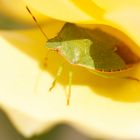 Im Schatten der Rosenblätter