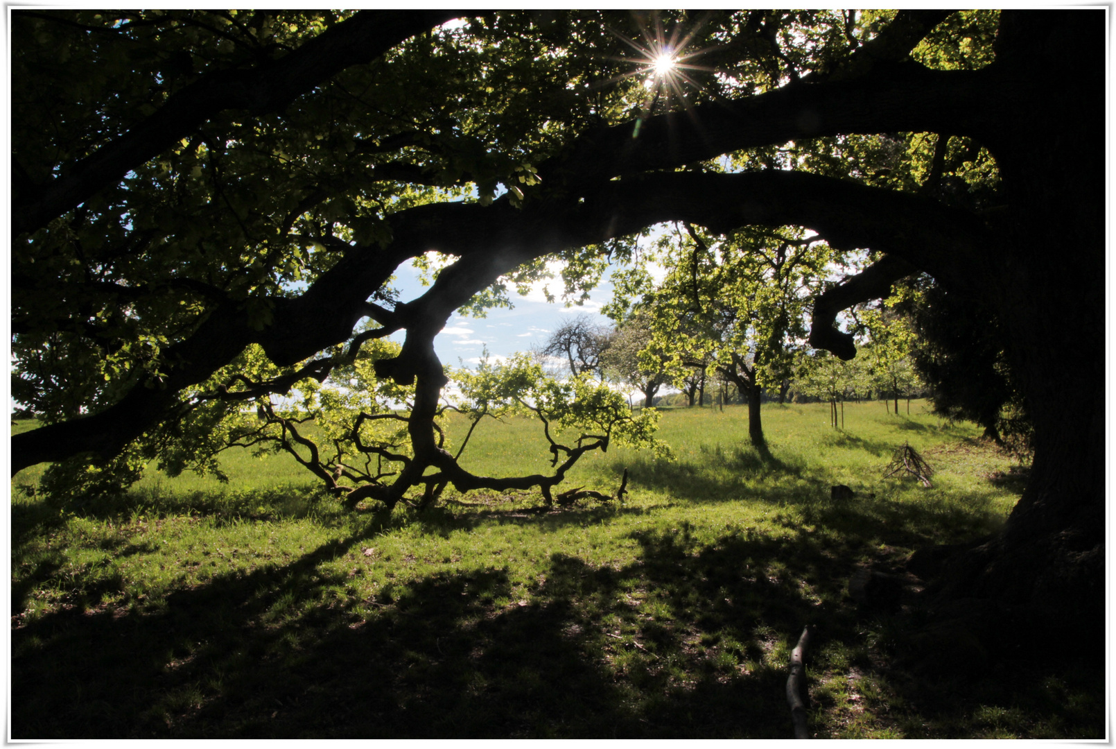 im Schatten der Sulzeiche