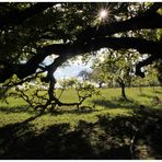 im Schatten der Sulzeiche