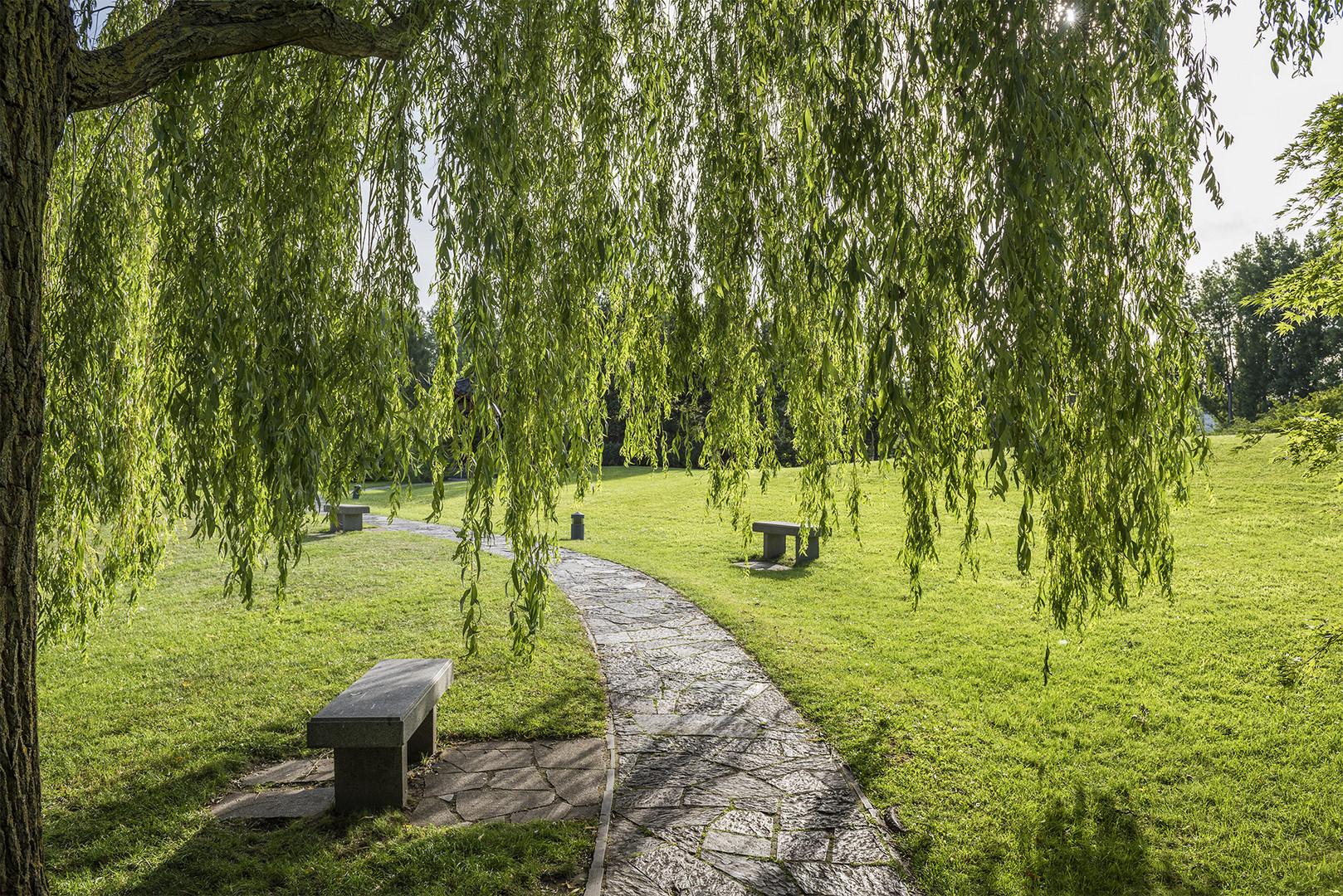 Im Schatten der Weide