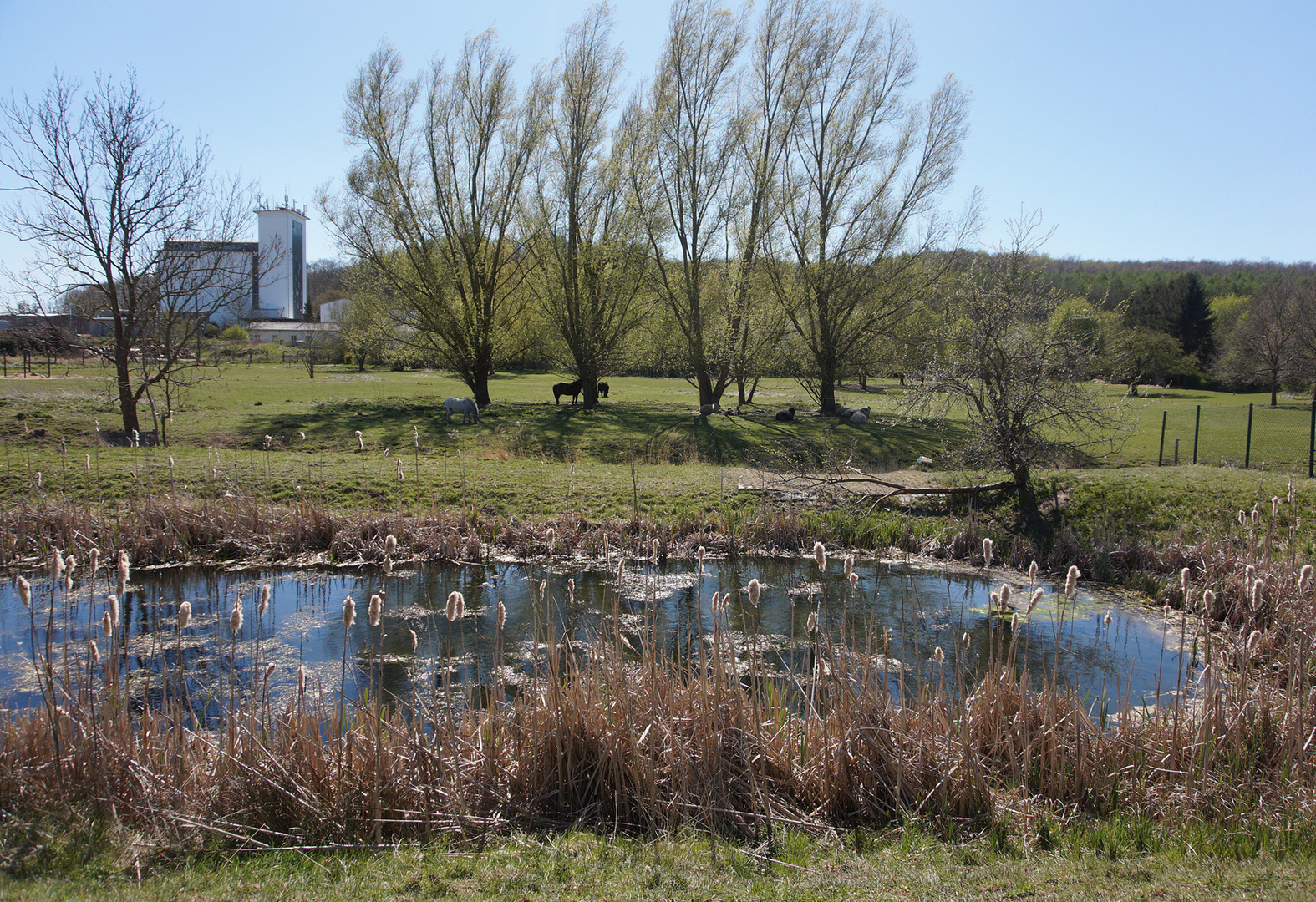 Im Schatten der Weiden