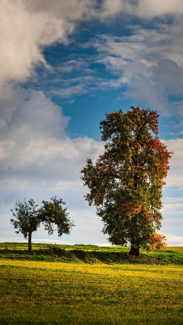 Im Schatten des Anderen