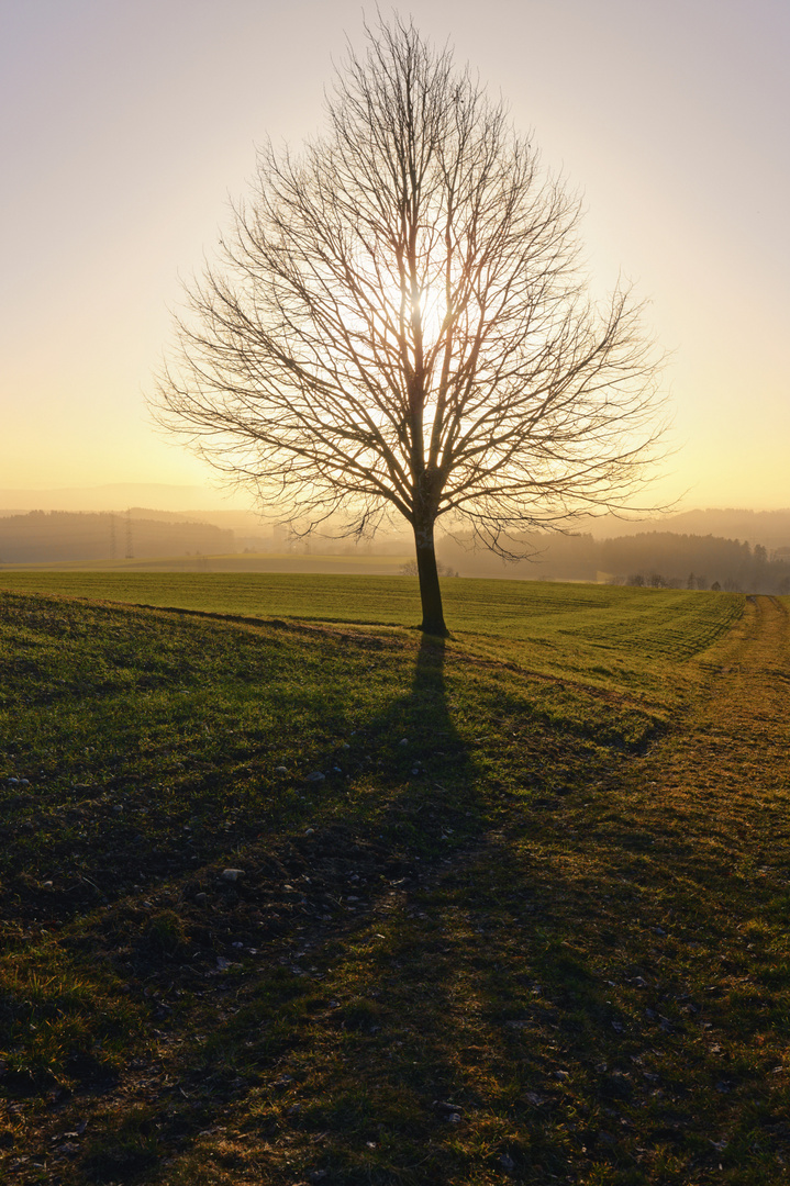 Im Schatten des Baumes