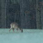 Im Schatten des frühen Morgens...