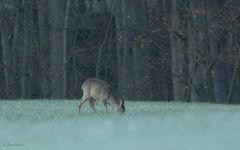 Im Schatten des frühen Morgens...