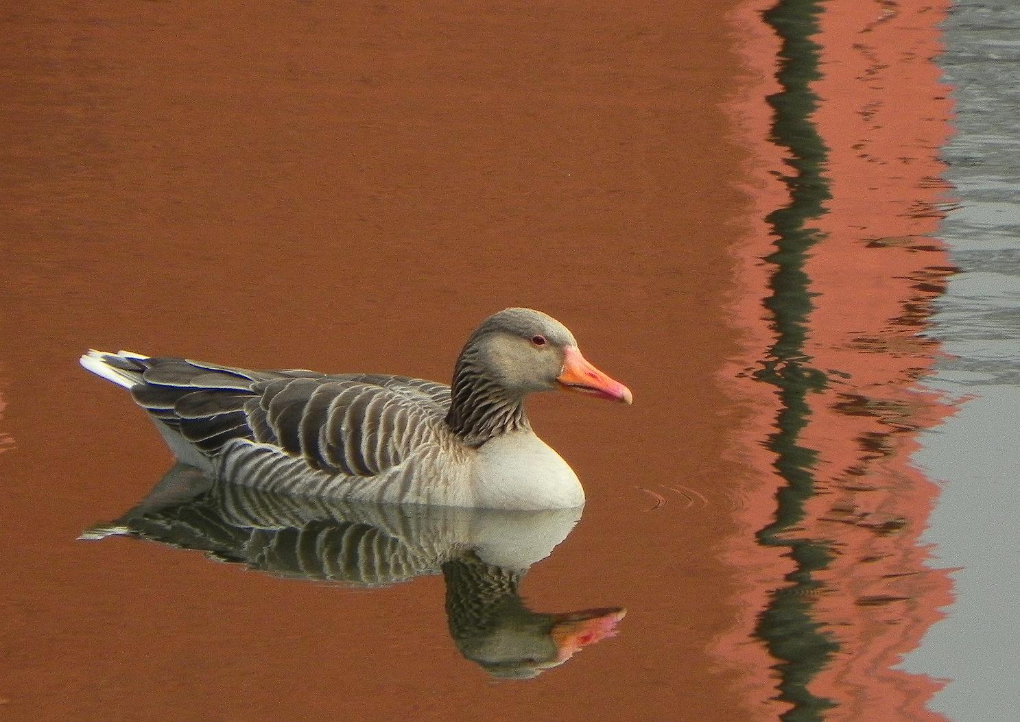 Im Schatten des roten Wasserschloßes